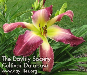 Daylily Confessions of a Hemaholic